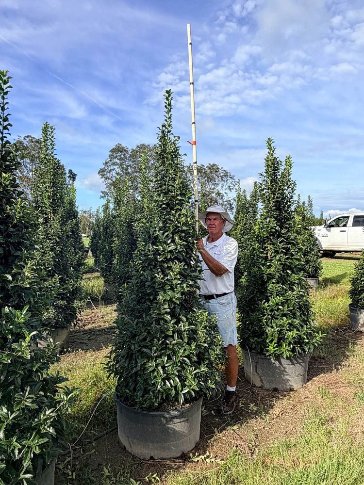 ilex-x-en-7-ppaf-crown-point-holly