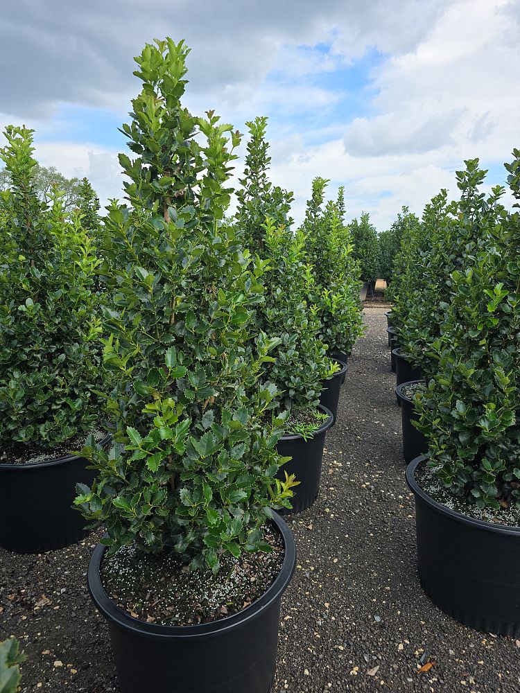 ilex-x-en5-ppaf-my-lady-holly-holly