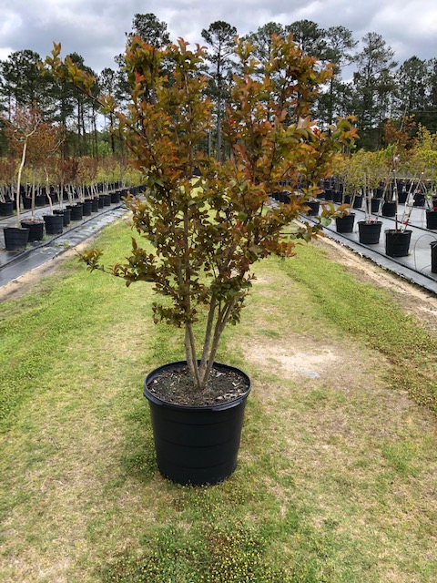 ilex-x-latifolia-dapat-miss-patricia-holly-lusterleaf-holly