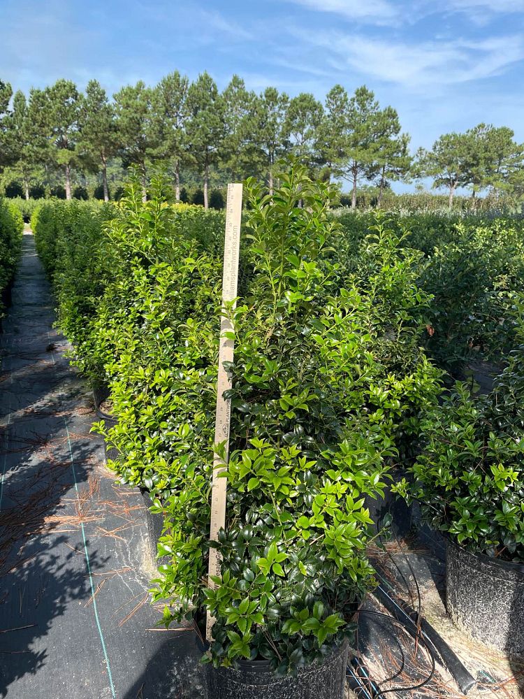 ilex-x-latifolia-dapat-miss-patricia-holly-lusterleaf-holly