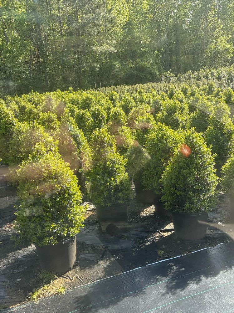 ilex-x-latifolia-dapat-miss-patricia-holly-lusterleaf-holly