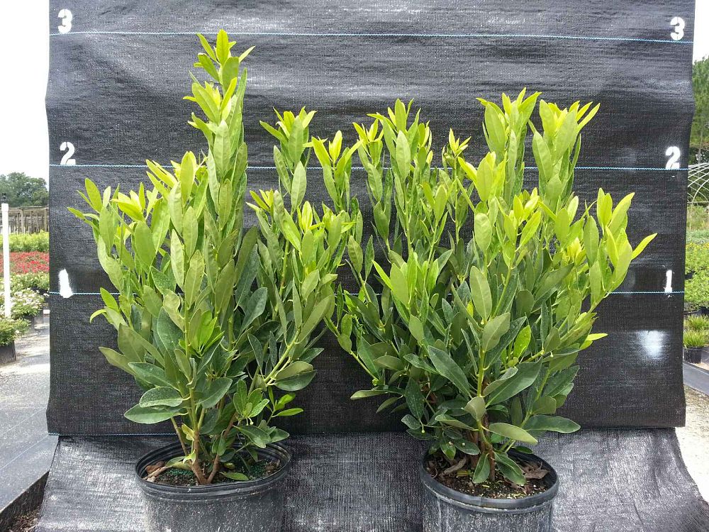 Salmon's Wholesale Nursery | plantANT.com
