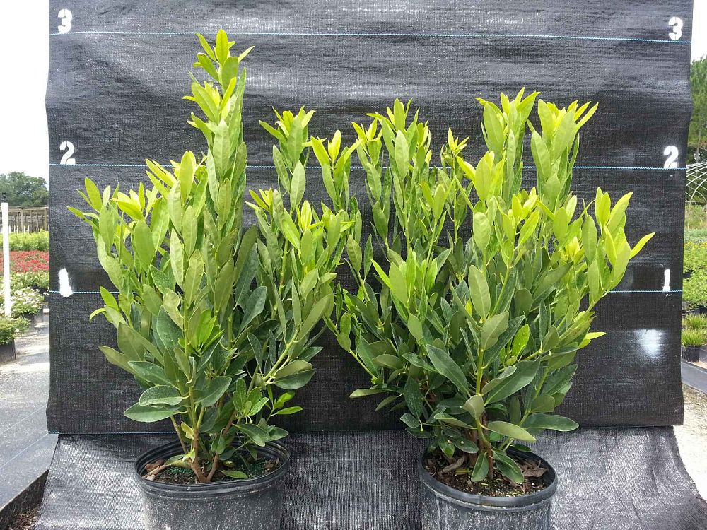 illicium-anisatum-japanese-anise-tree-star-anise-tree