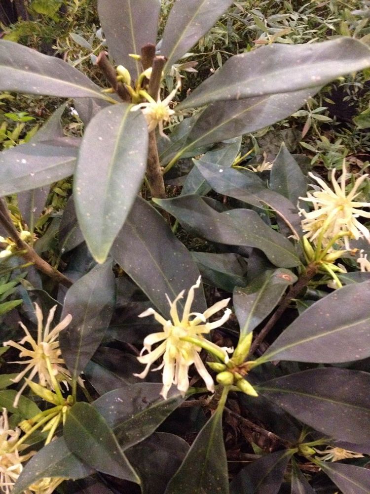 illicium-floridanum-album-florida-white-anise-illicium-floridanum-alba