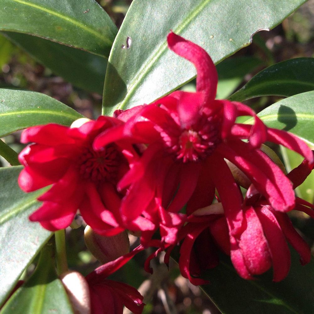 illicium-floridanum-florida-red-anise