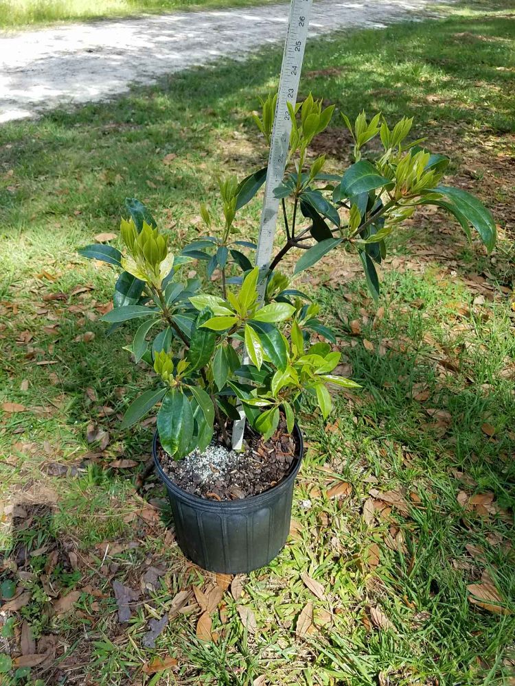 illicium-floridanum-florida-red-anise