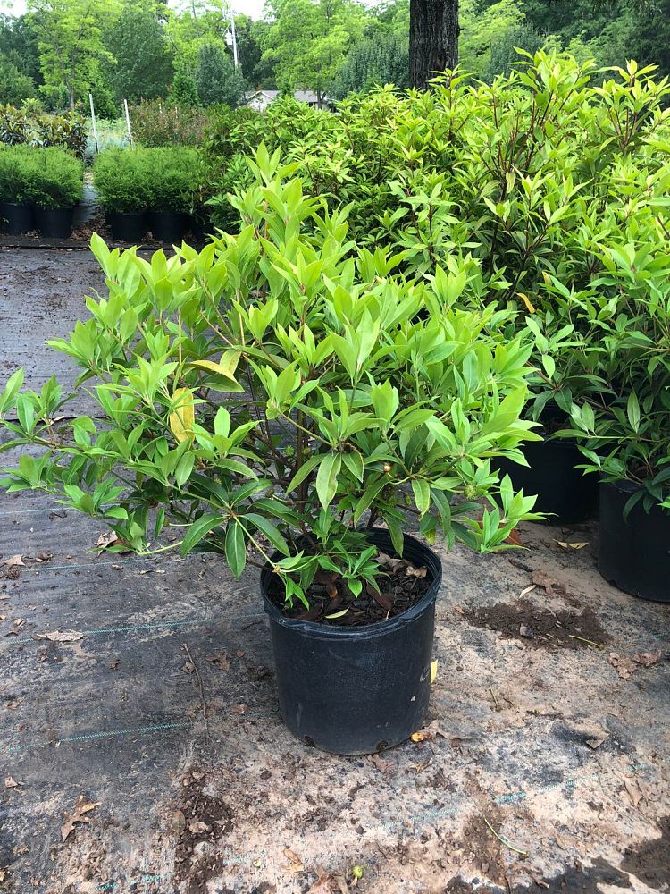 illicium-floridanum-florida-red-anise