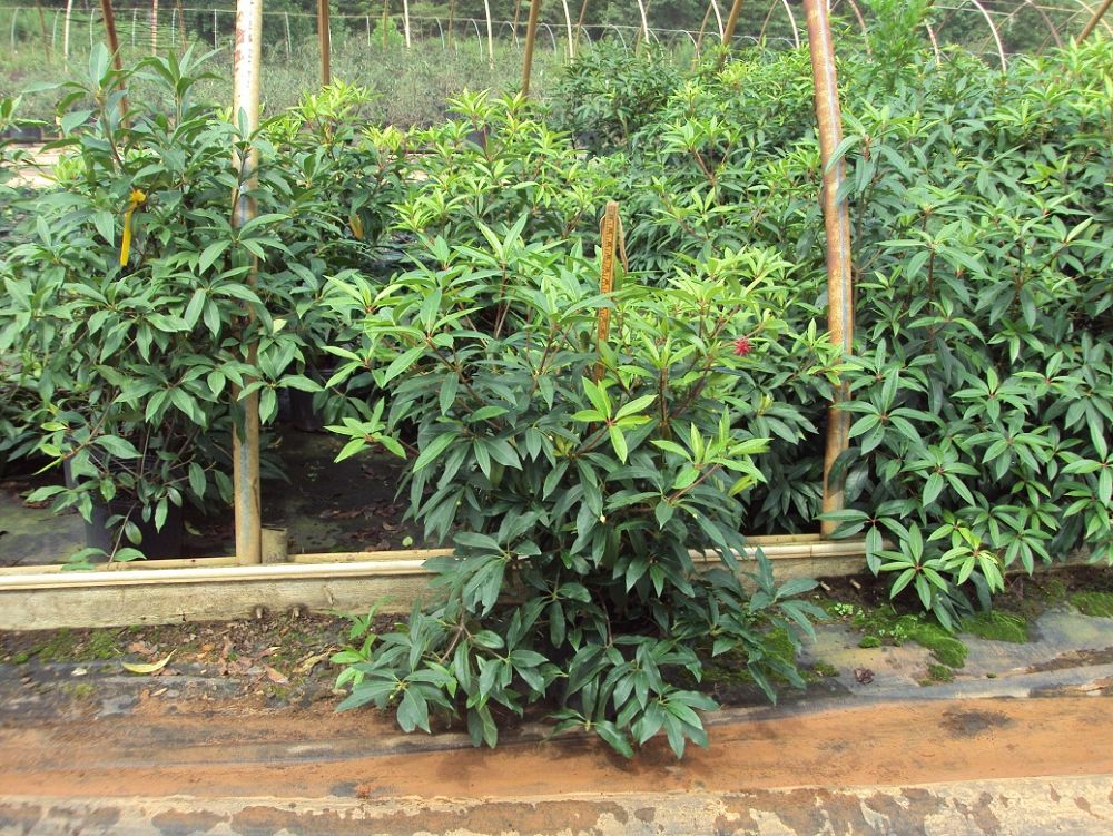 illicium-floridanum-florida-red-anise