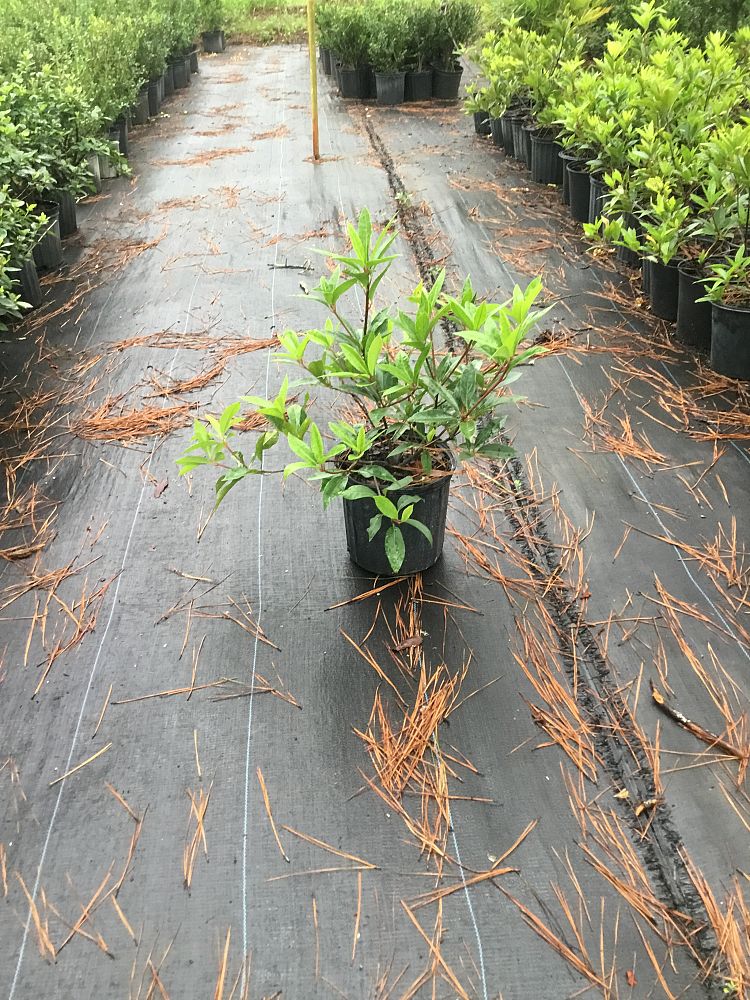 illicium-floridanum-florida-red-anise