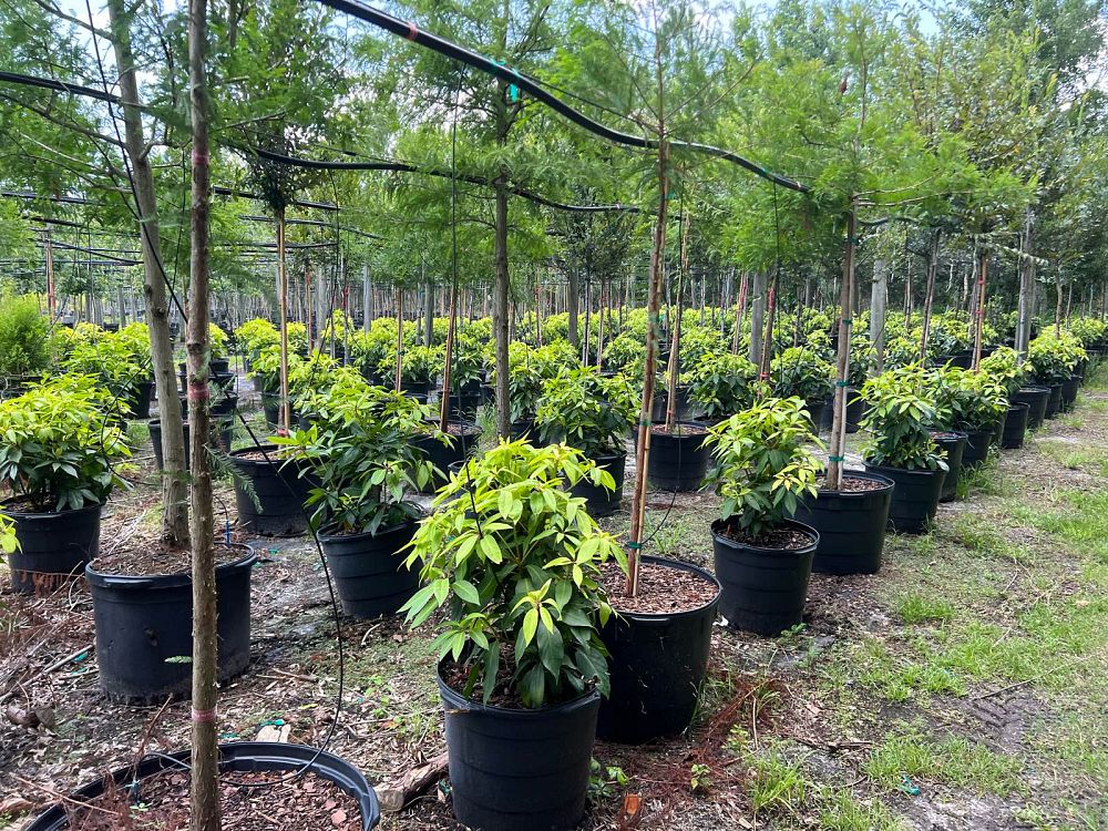 illicium-floridanum-florida-red-anise