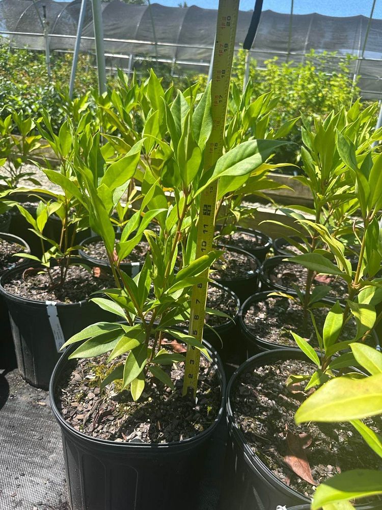 illicium-floridanum-florida-red-anise