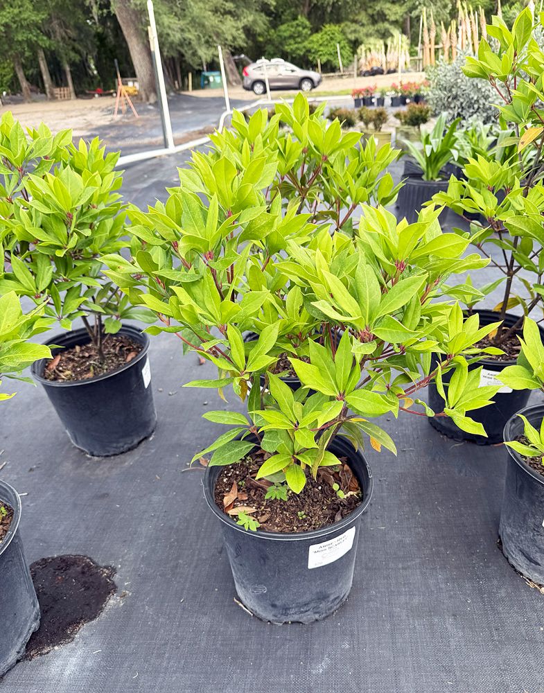 illicium-floridanum-florida-red-anise