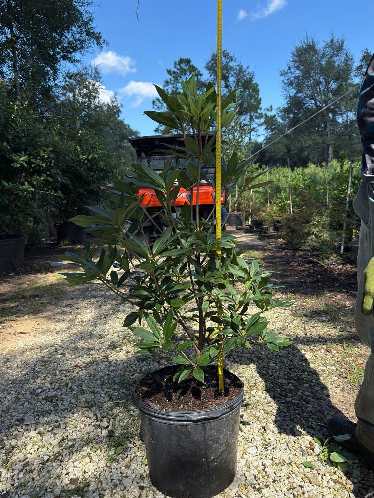 illicium-floridanum-florida-red-anise