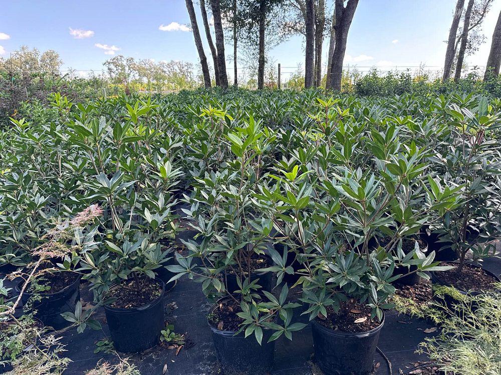 illicium-floridanum-florida-red-anise