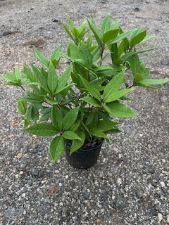 illicium-floridanum-florida-red-anise