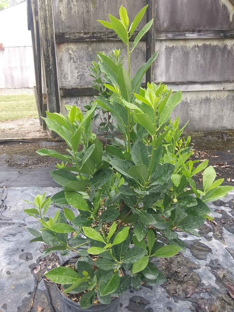 illicium-floridanum-forest-green-florida-red-anise-red-magnolia