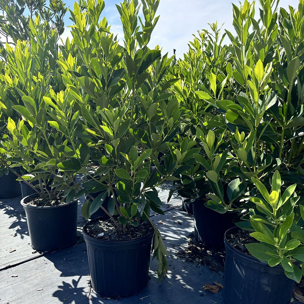 illicium-floridanum-forest-green-florida-red-anise-red-magnolia