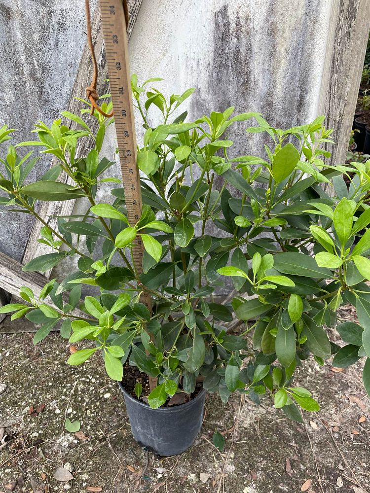 illicium-floridanum-forest-green-florida-red-anise-red-magnolia