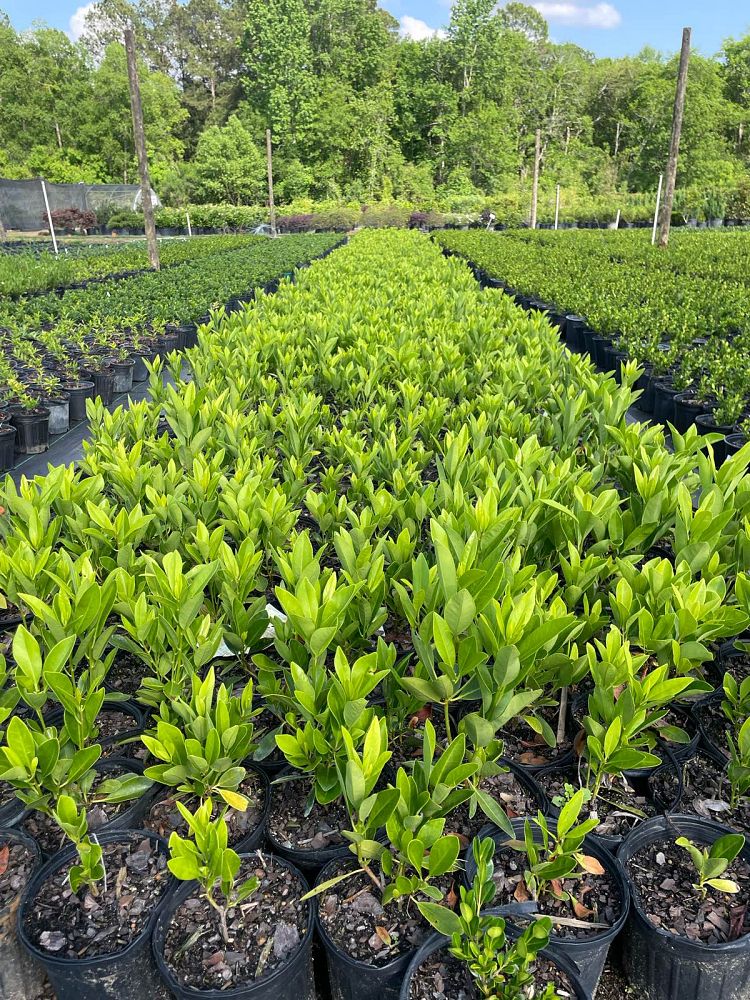 illicium-floridanum-forest-green-florida-red-anise-red-magnolia