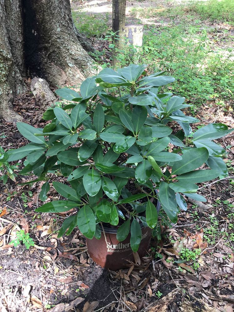 illicium-floridanum-jcjc-miss-scarlett-reg-illicium