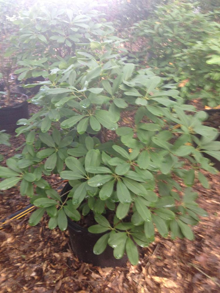 illicium-floridanum-jcjc-miss-scarlett-reg-illicium