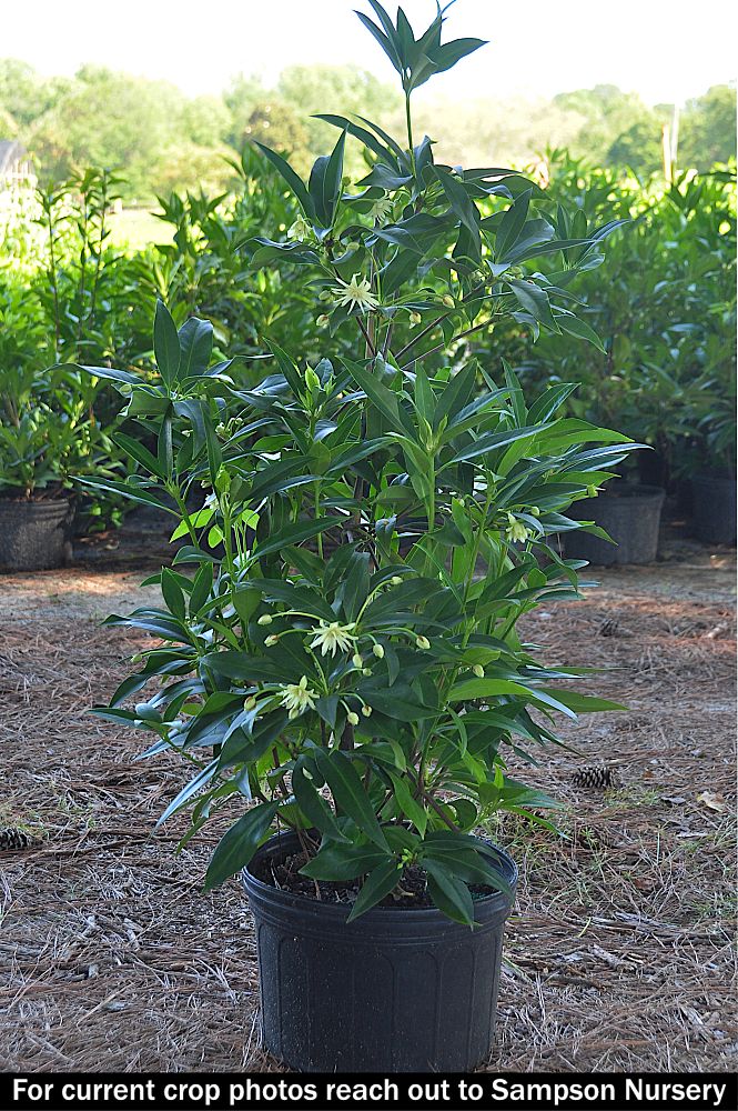 illicium-hyb-ncih2-star-flower-orion-illicium