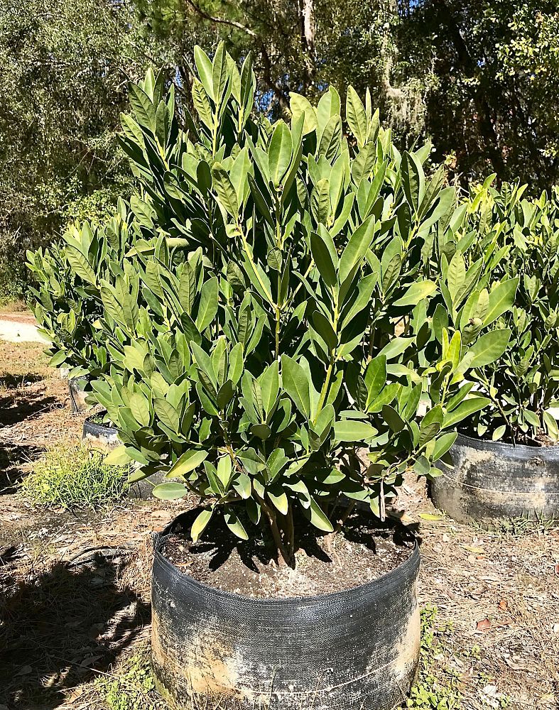illicium-parviflorum-florida-sunshine-small-anise