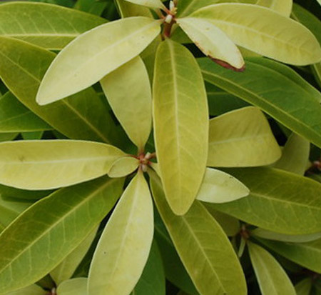 illicium-parviflorum-florida-sunshine-small-anise