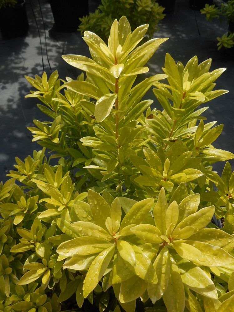 illicium-parviflorum-florida-sunshine-small-anise