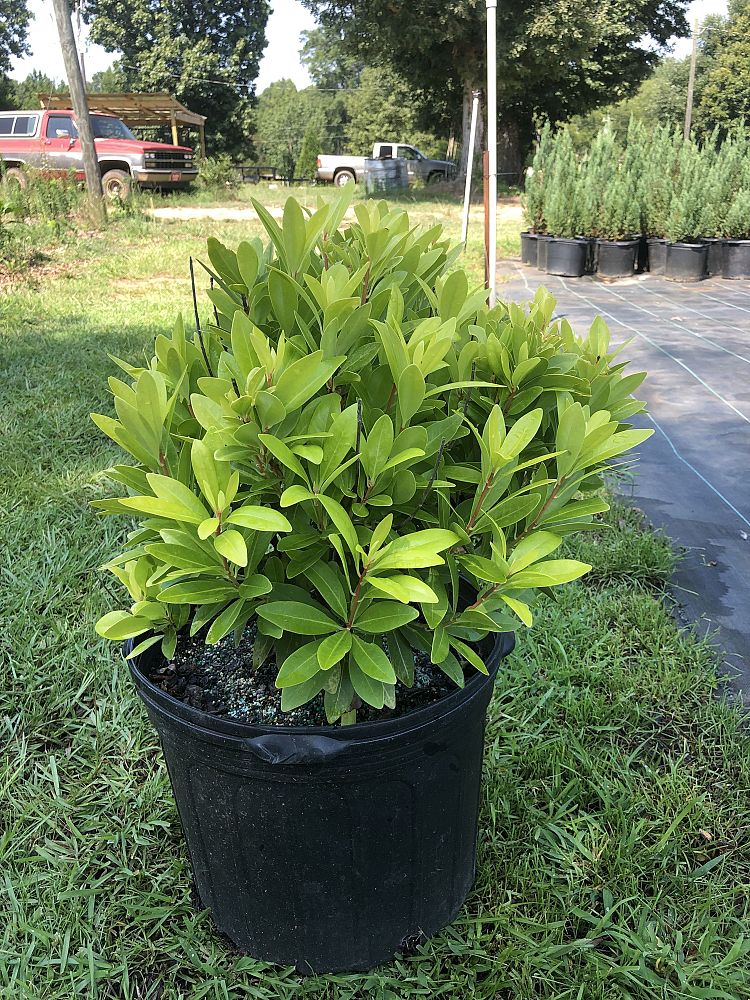 illicium-parviflorum-florida-sunshine-small-anise