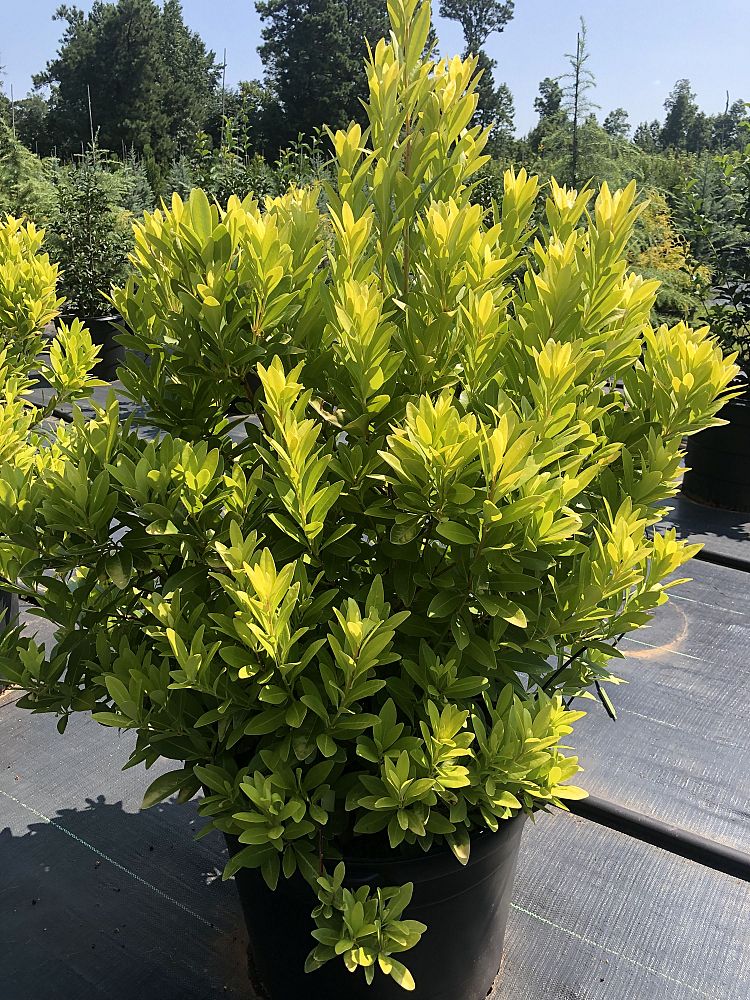 illicium-parviflorum-florida-sunshine-small-anise