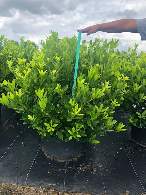 illicium-parviflorum-florida-sunshine-small-anise