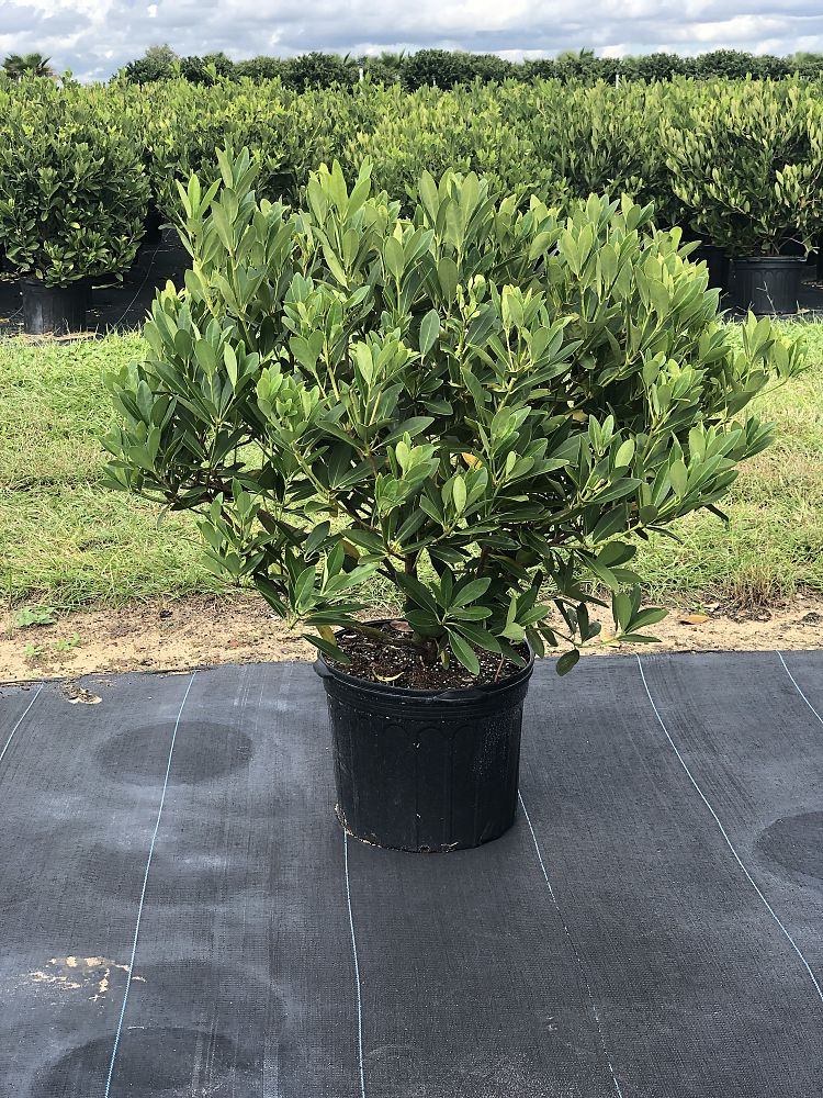 illicium-parviflorum-florida-sunshine-small-anise