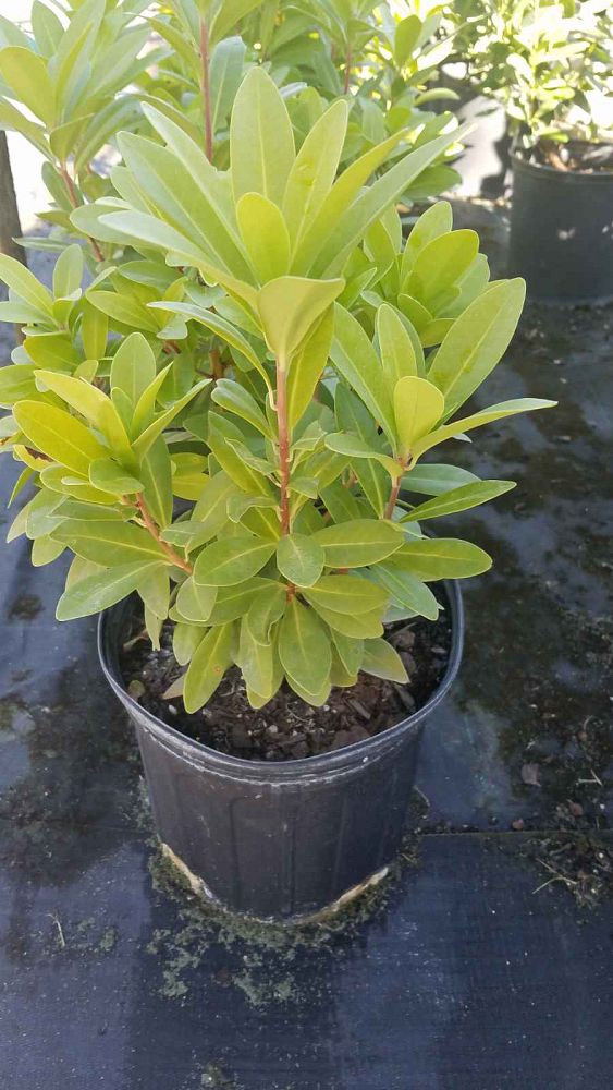 illicium-parviflorum-florida-sunshine-small-anise