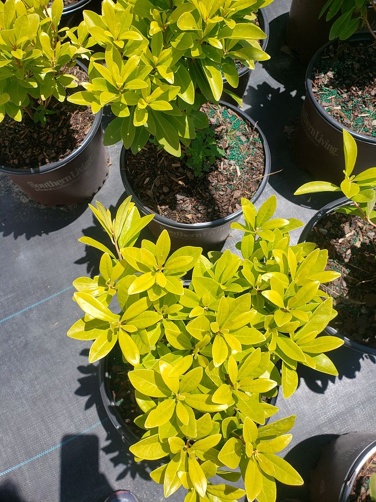 illicium-parviflorum-florida-sunshine-small-anise