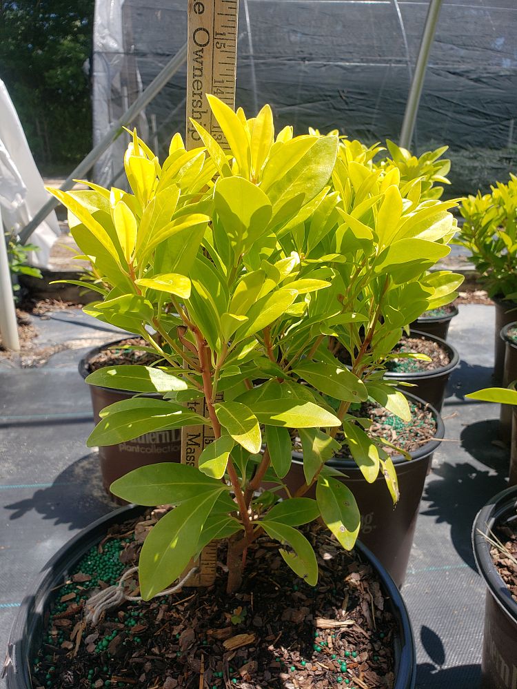illicium-parviflorum-florida-sunshine-small-anise