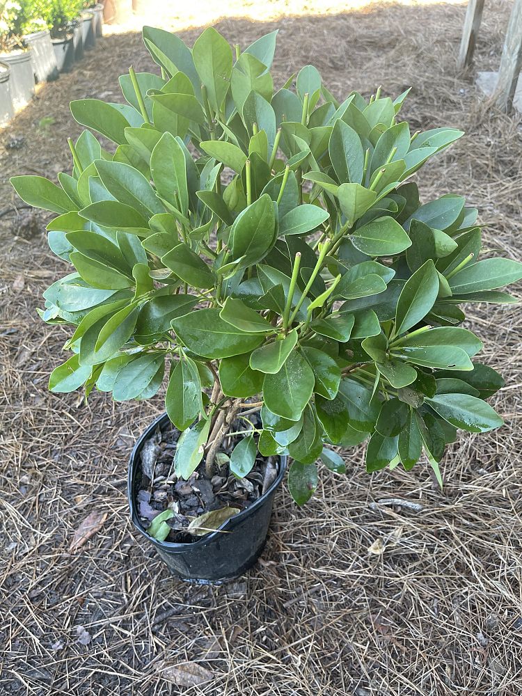 illicium-parviflorum-florida-sunshine-small-anise