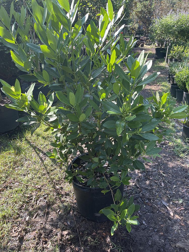 illicium-parviflorum-florida-sunshine-small-anise
