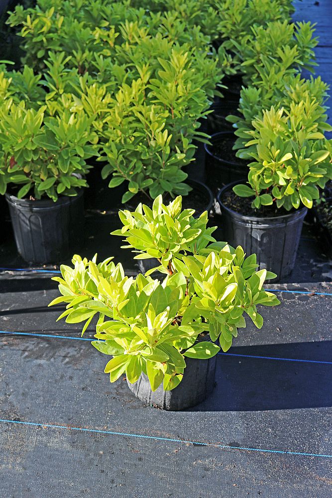 illicium-parviflorum-florida-sunshine-small-anise