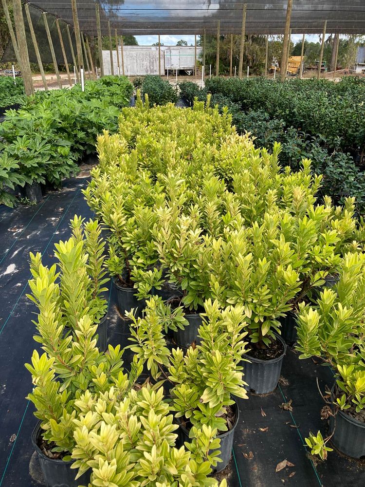 illicium-parviflorum-florida-sunshine-small-anise