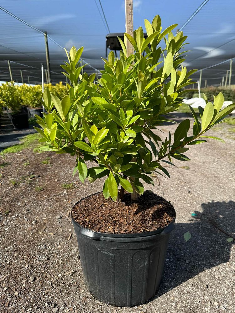 illicium-parviflorum-florida-sunshine-small-anise