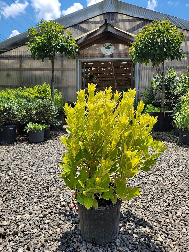 illicium-parviflorum-florida-sunshine-small-anise