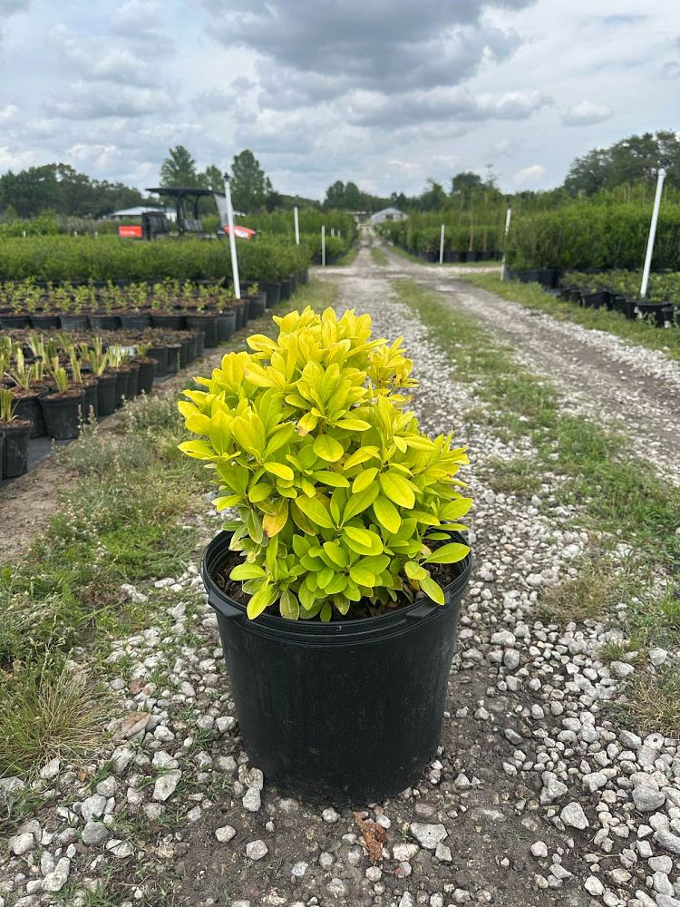 illicium-parviflorum-florida-sunshine-small-anise