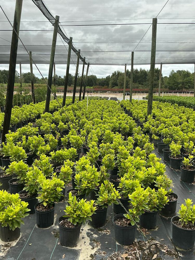 illicium-parviflorum-florida-sunshine-small-anise