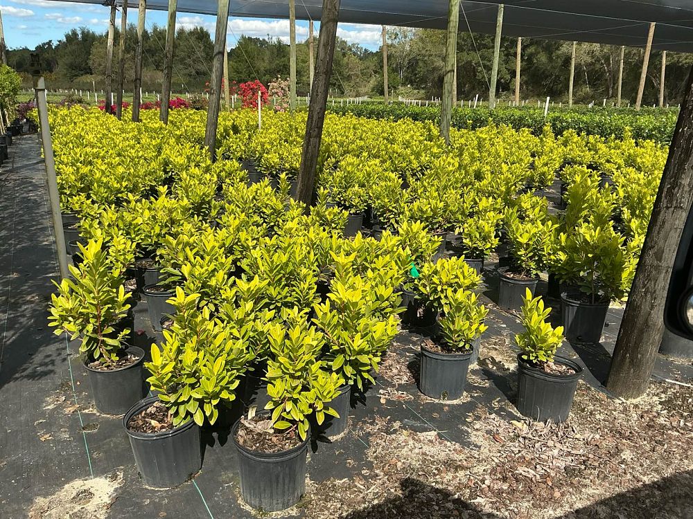 illicium-parviflorum-florida-sunshine-small-anise