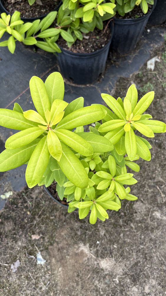 illicium-parviflorum-florida-sunshine-small-anise