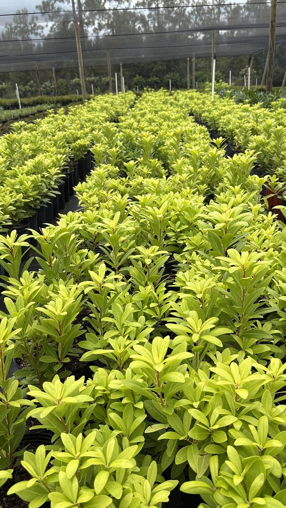 illicium-parviflorum-florida-sunshine-small-anise