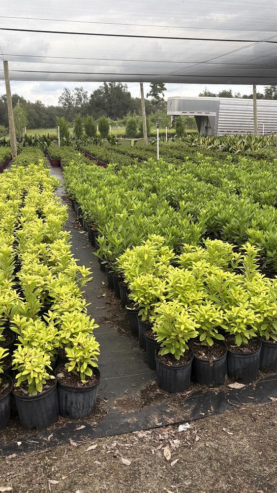 illicium-parviflorum-florida-sunshine-small-anise