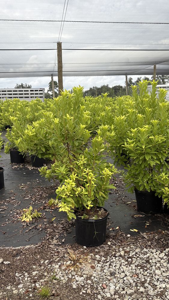 illicium-parviflorum-florida-sunshine-small-anise