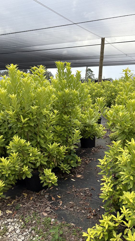 illicium-parviflorum-florida-sunshine-small-anise